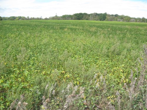 Property photo 30 - 110+/- Acres offered in 4 Tillable Tracts